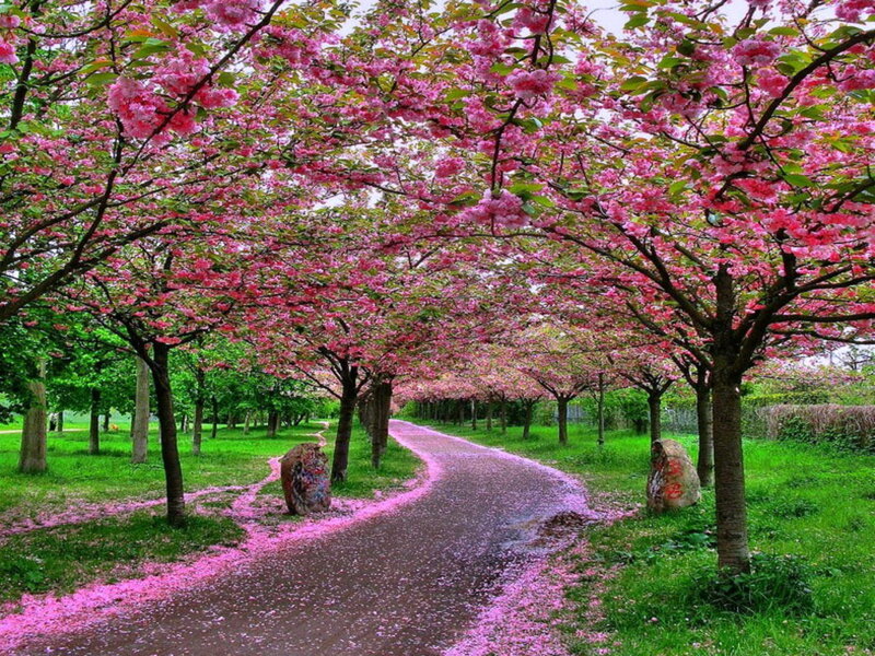 Cherry Blossom Pathway — Pink, Serene