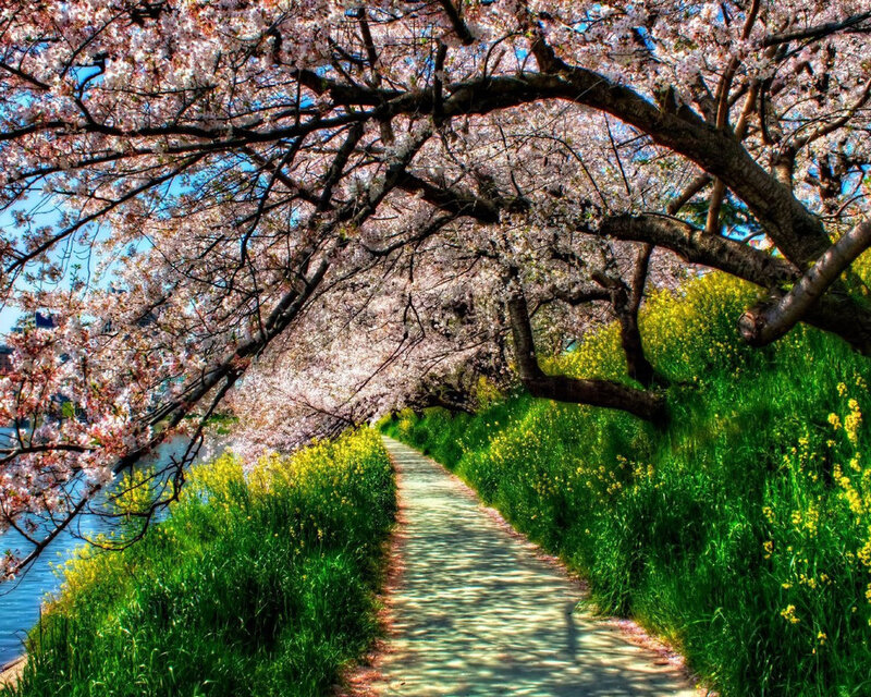 Cherry Blossom Pathway — Pink