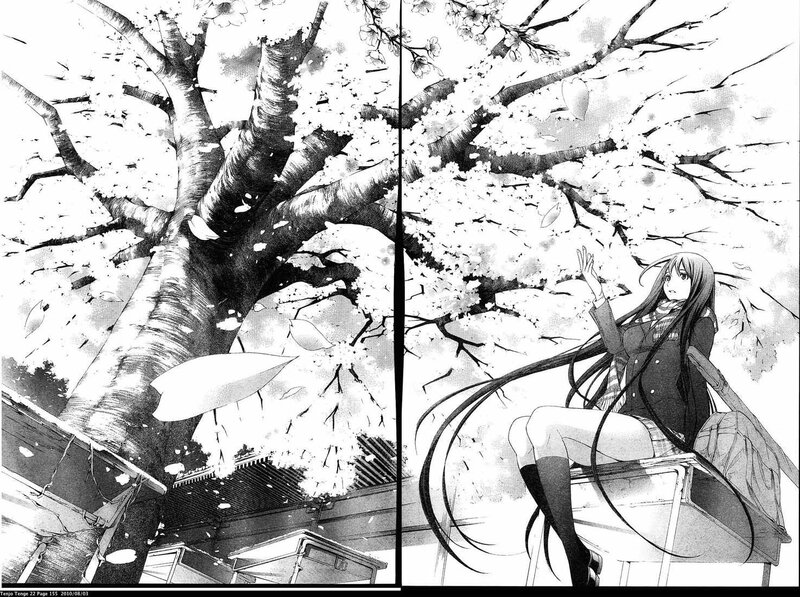 cherry blossom petals falling
