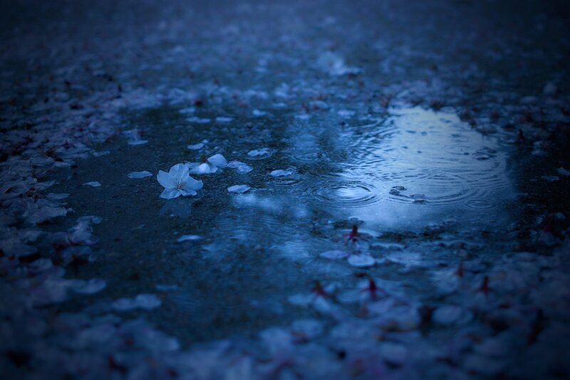 Cherry Blossom Petals in Puddle