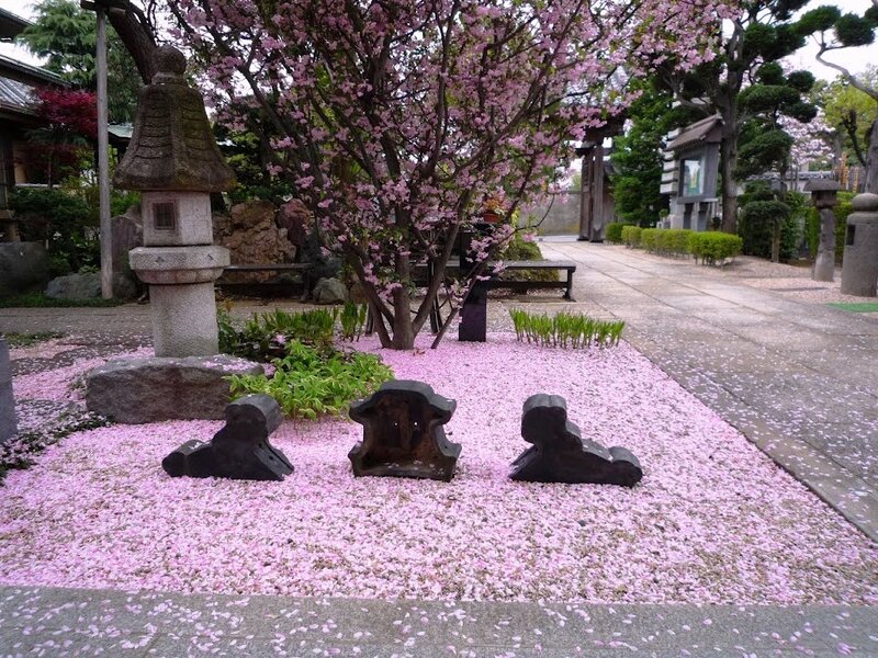 Cherry Blossom Petals on Ground — Pink, Serene