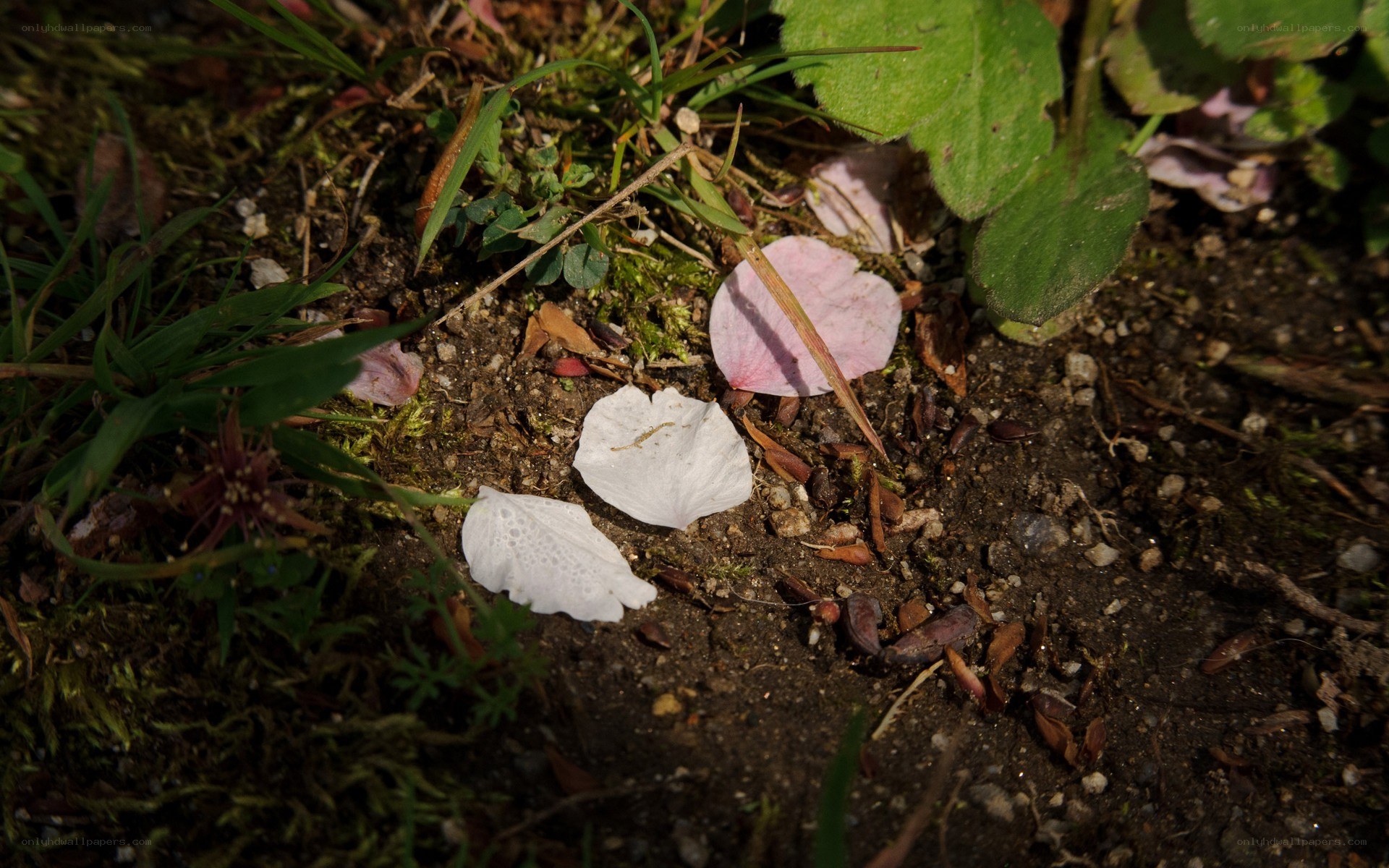 cherry blossom petals on ground