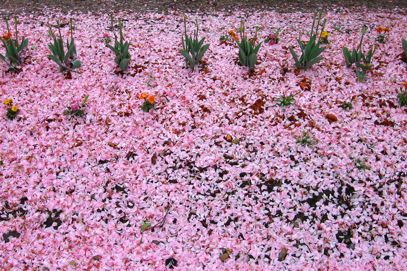 Cherry Blossom Petals