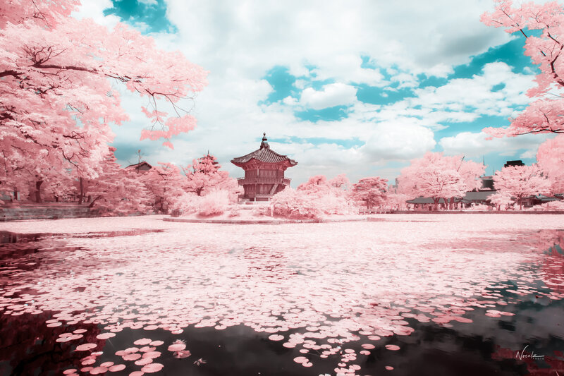 Cherry Blossom Pond — Pink