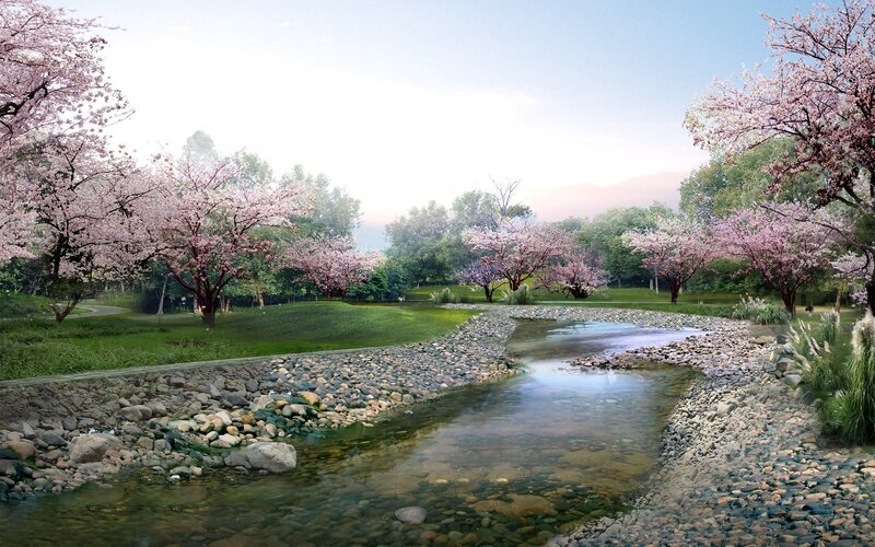 Cherry blossom river landscape