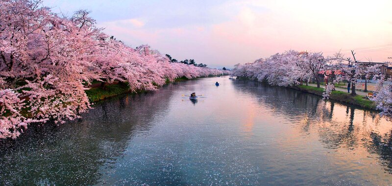 Cherry Blossom River — Pink, Serene