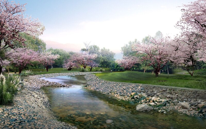 Cherry Blossom River