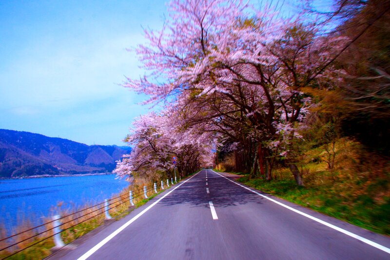 Cherry Blossom Road — Blue
