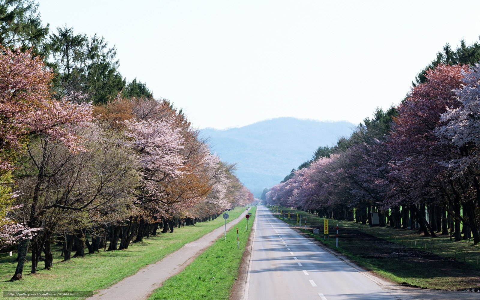 Cherry blossom road in Japan
