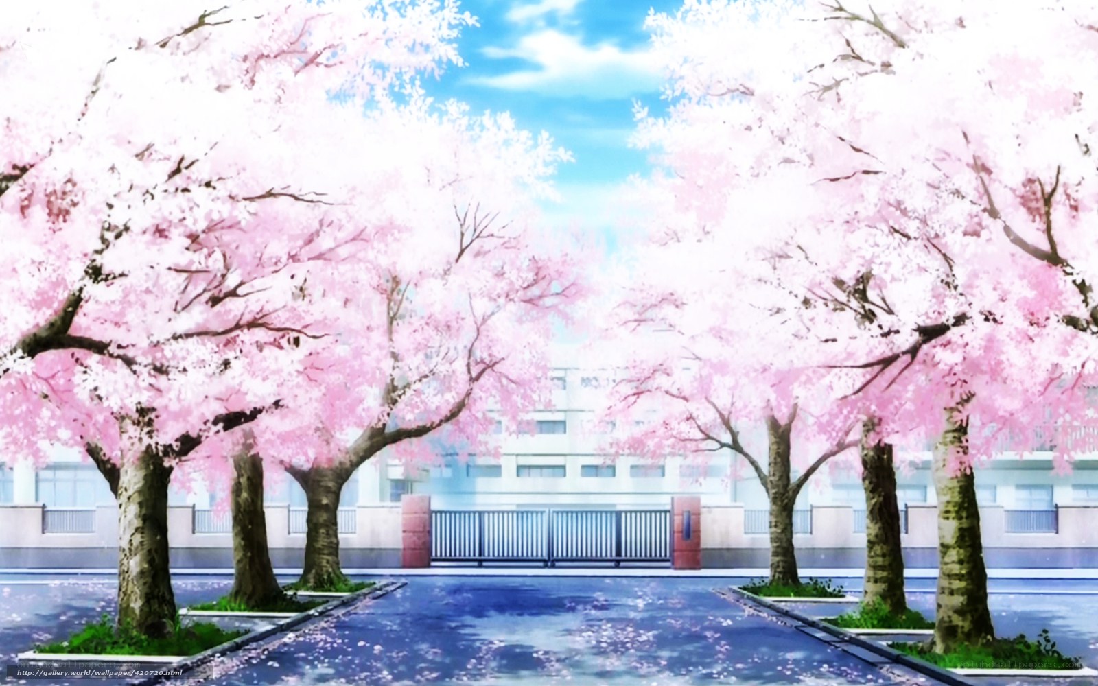 Cherry blossom school path