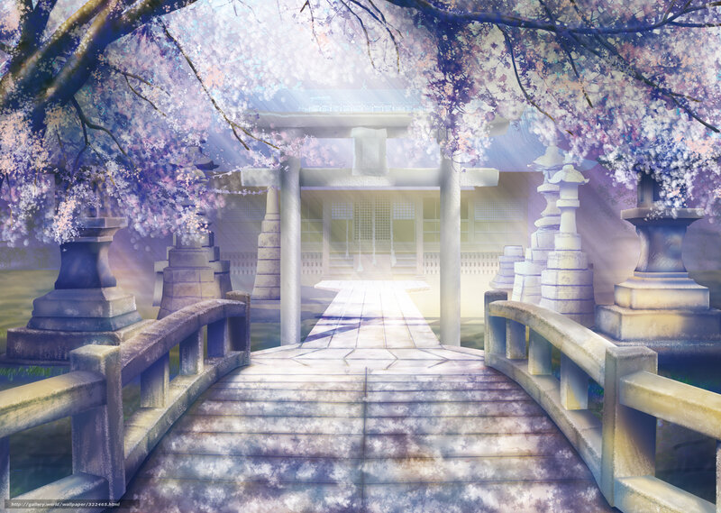 Cherry blossom shrine pathway