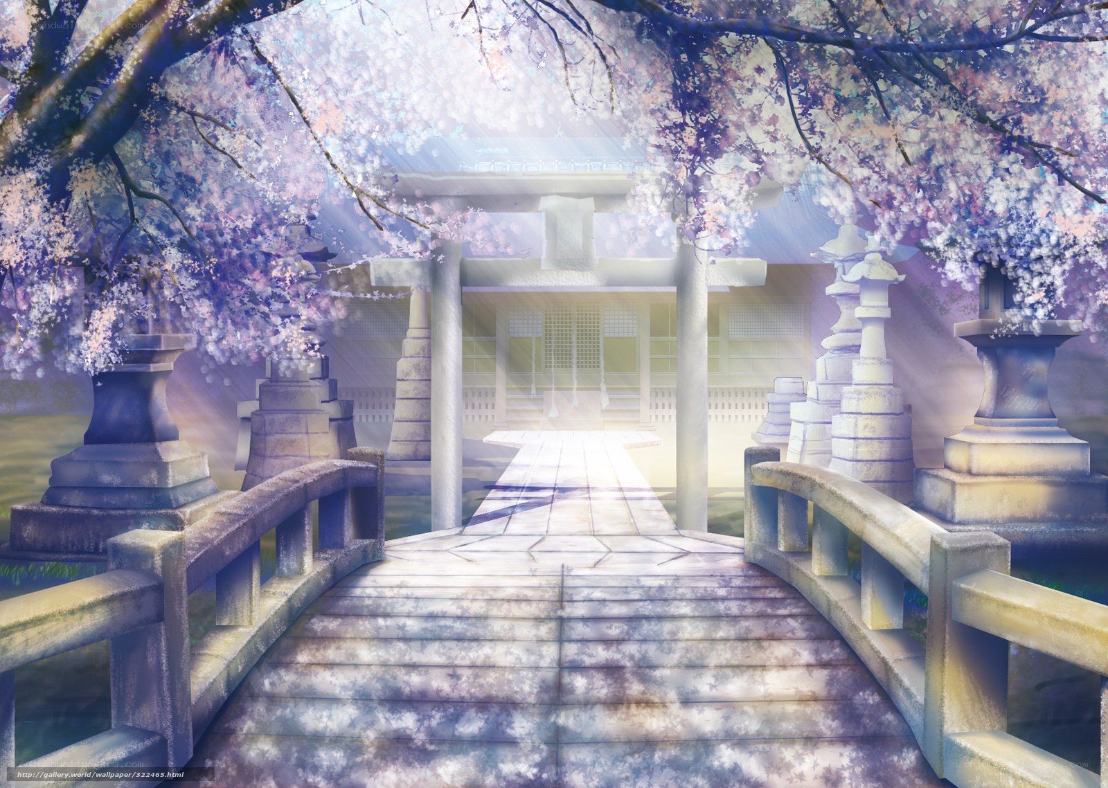 Cherry blossom shrine pathway