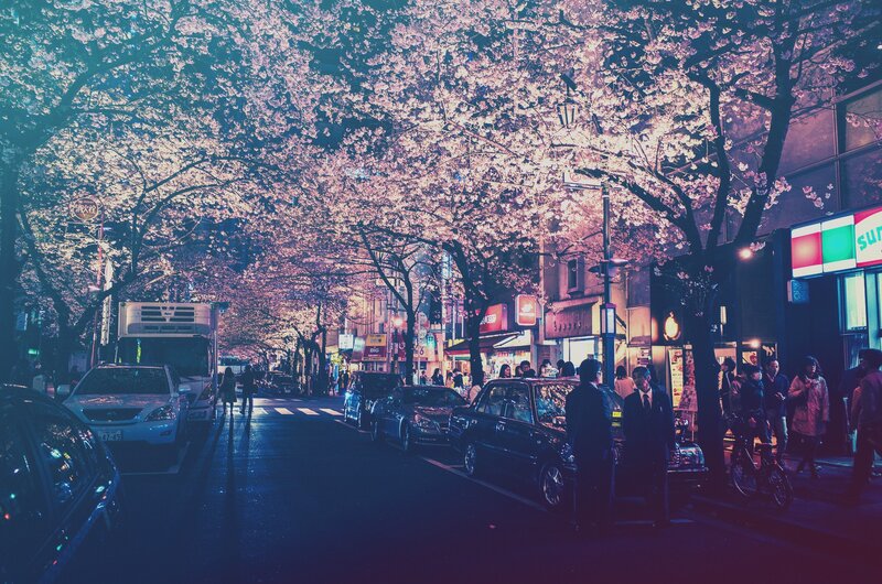 Cherry Blossom Street — Pink, Serene, Night