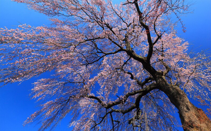 cherry blossom tree against blue sky