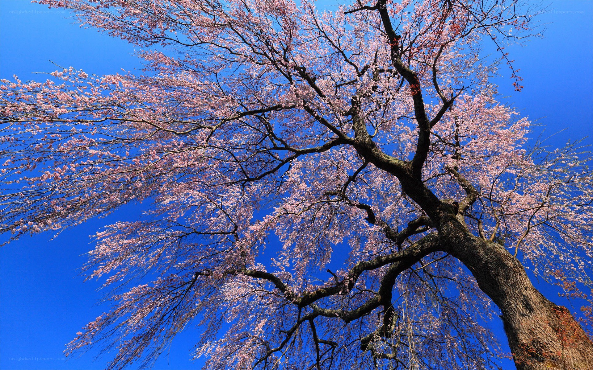 cherry blossom tree against blue sky