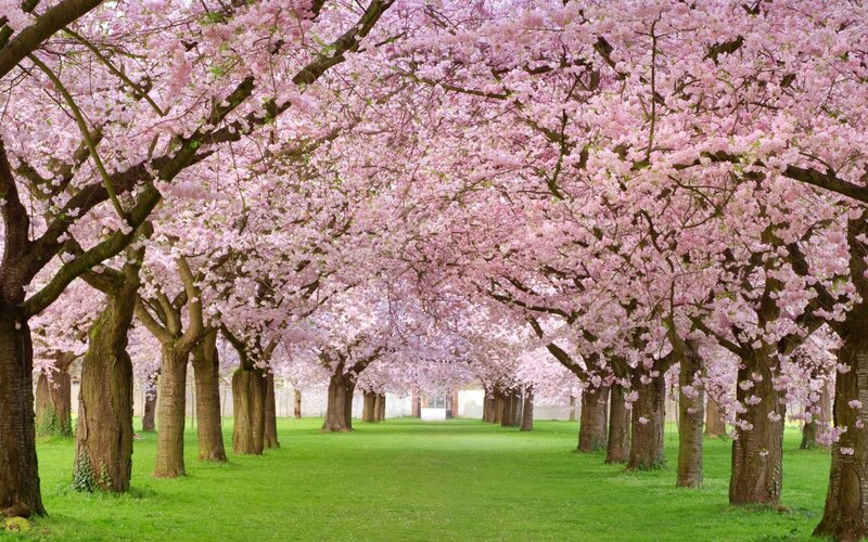 Cherry blossom tree alley