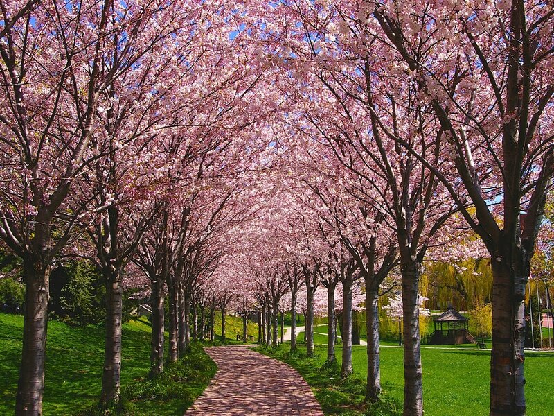 Cherry blossom tree alley