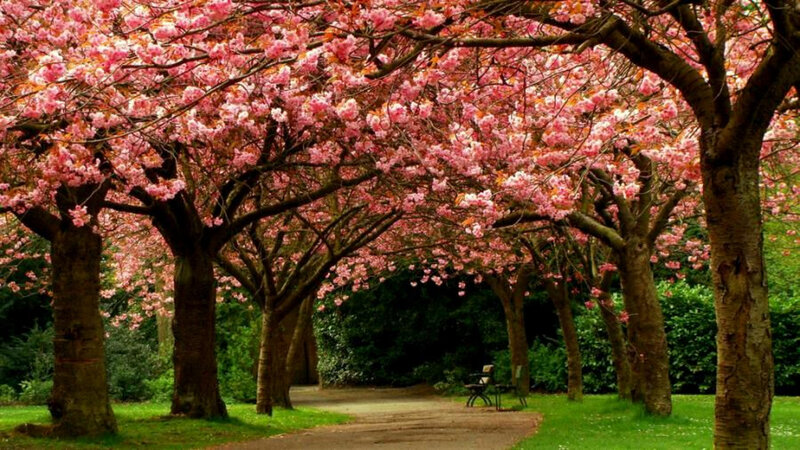 Cherry blossom tree alley