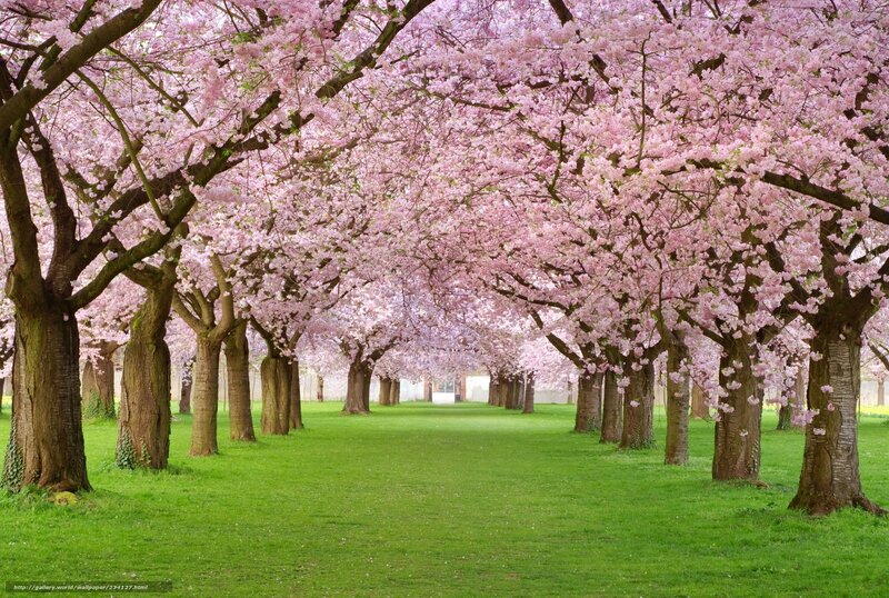 Cherry blossom tree alley