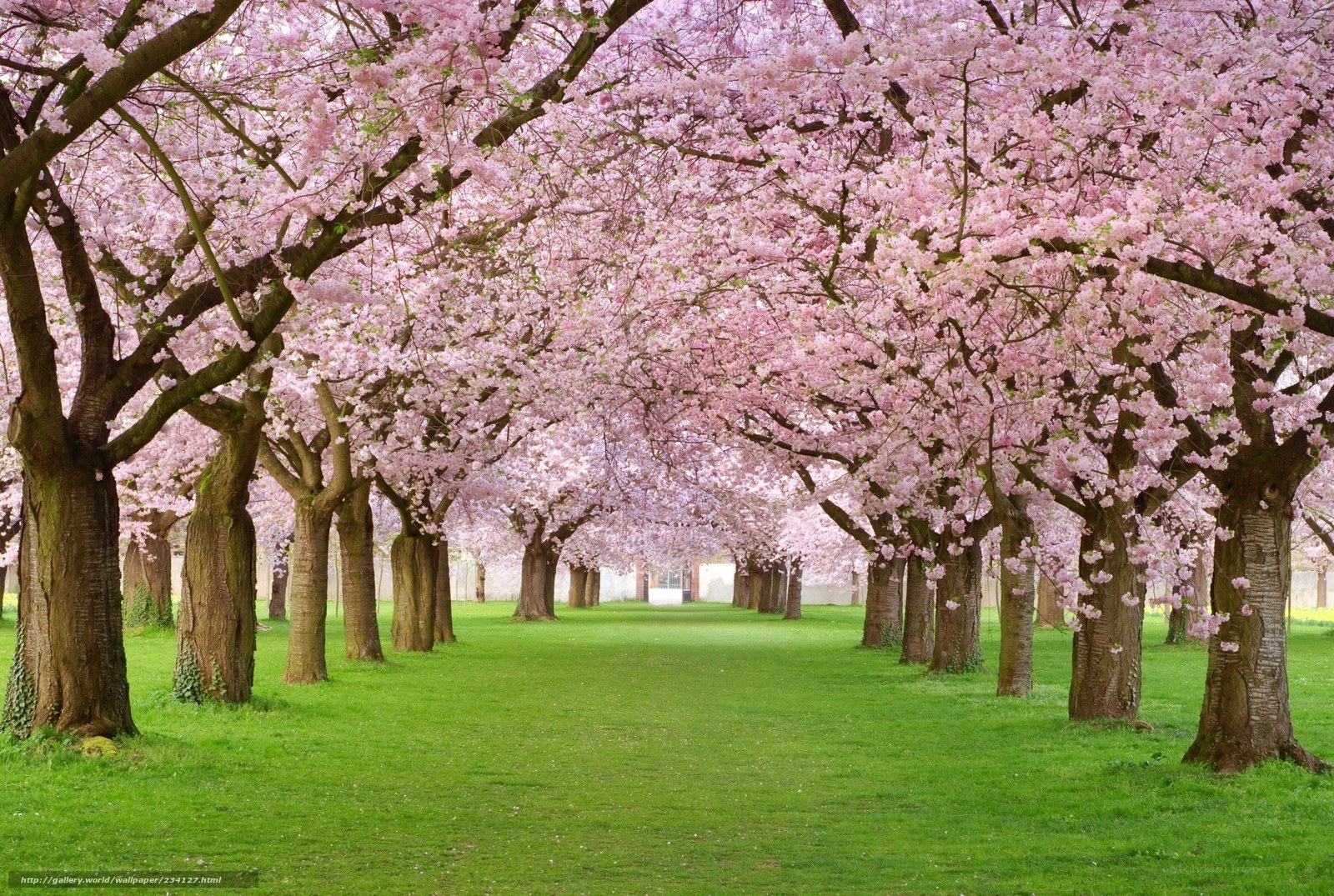 Cherry blossom tree alley
