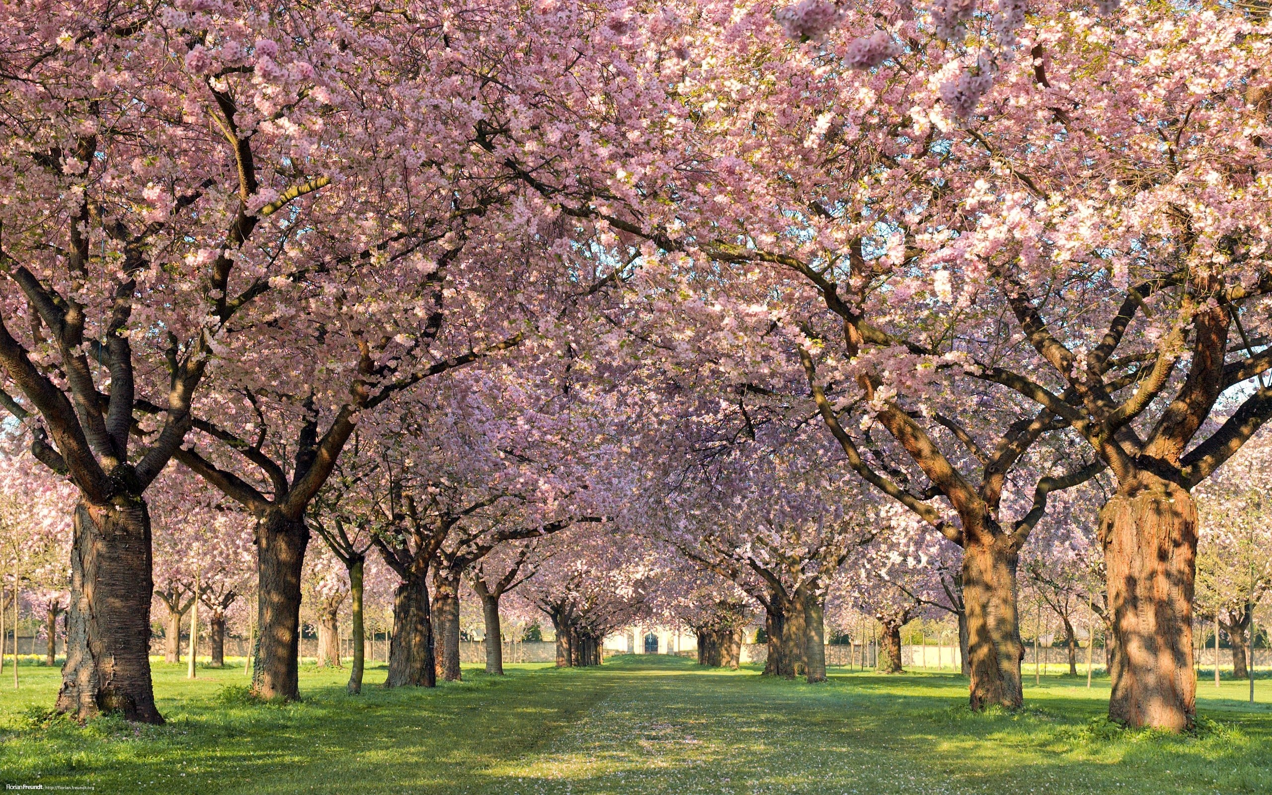 Cherry blossom tree alley