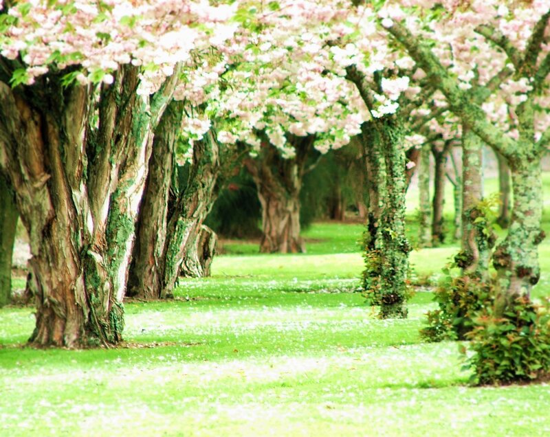 Cherry blossom tree alley