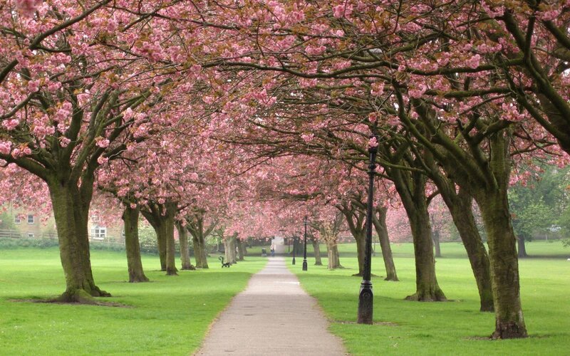 Cherry blossom tree alley