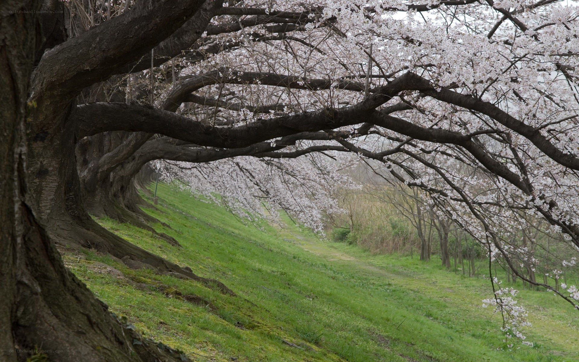Cherry blossom tree alley