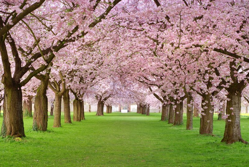 Cherry blossom tree alley