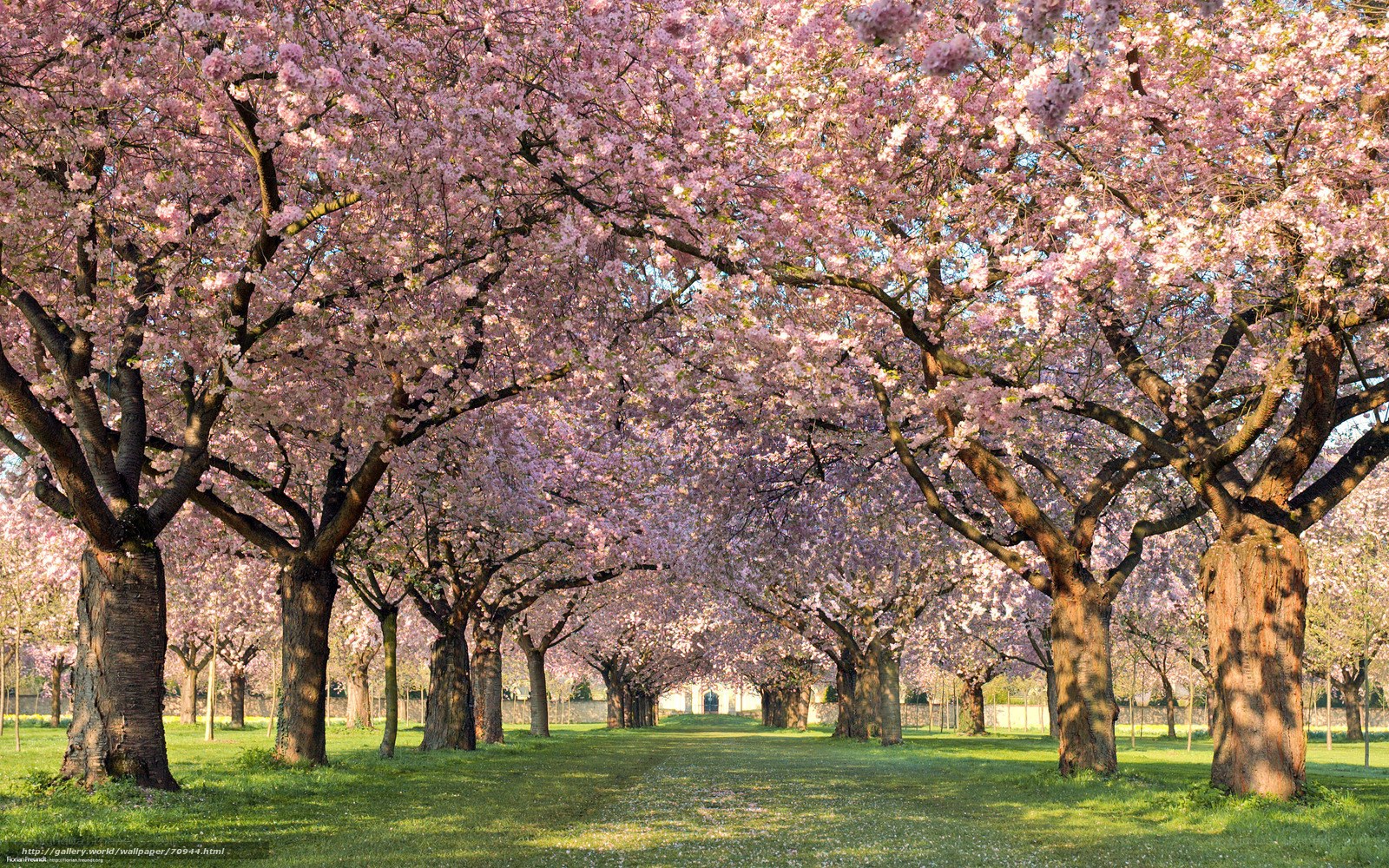 Cherry blossom tree alley