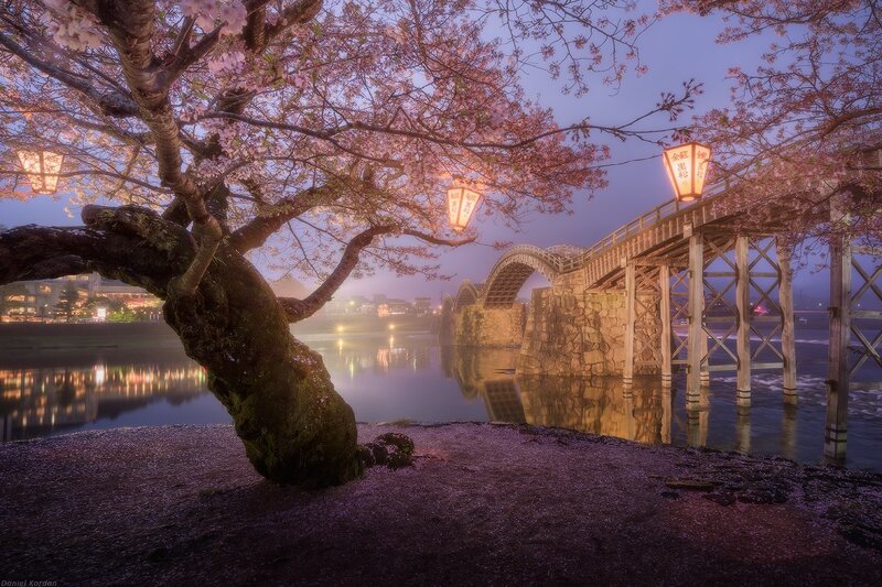 Cherry Blossom Tree and Bridge