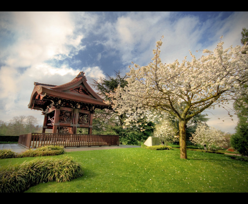 Cherry Blossom Tree and Gazebo