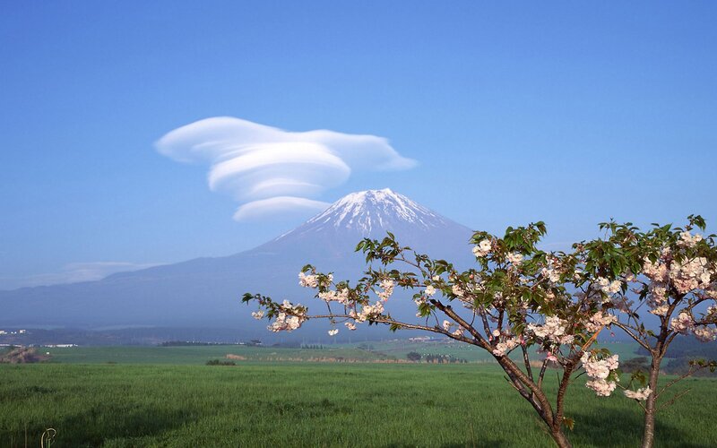 Cherry Blossom Tree and Mountain — Blue, Serene