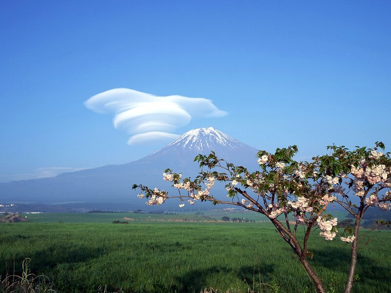 Cherry Blossom Tree and Mountain — Blue