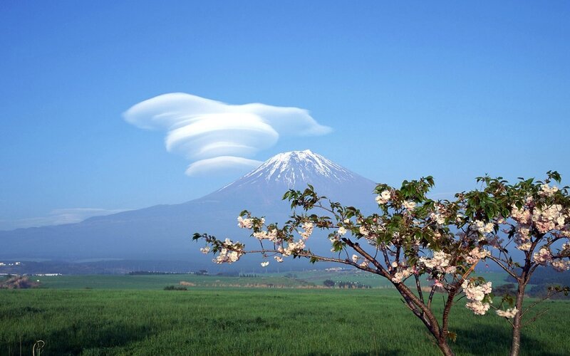 Cherry Blossom Tree and Mountain