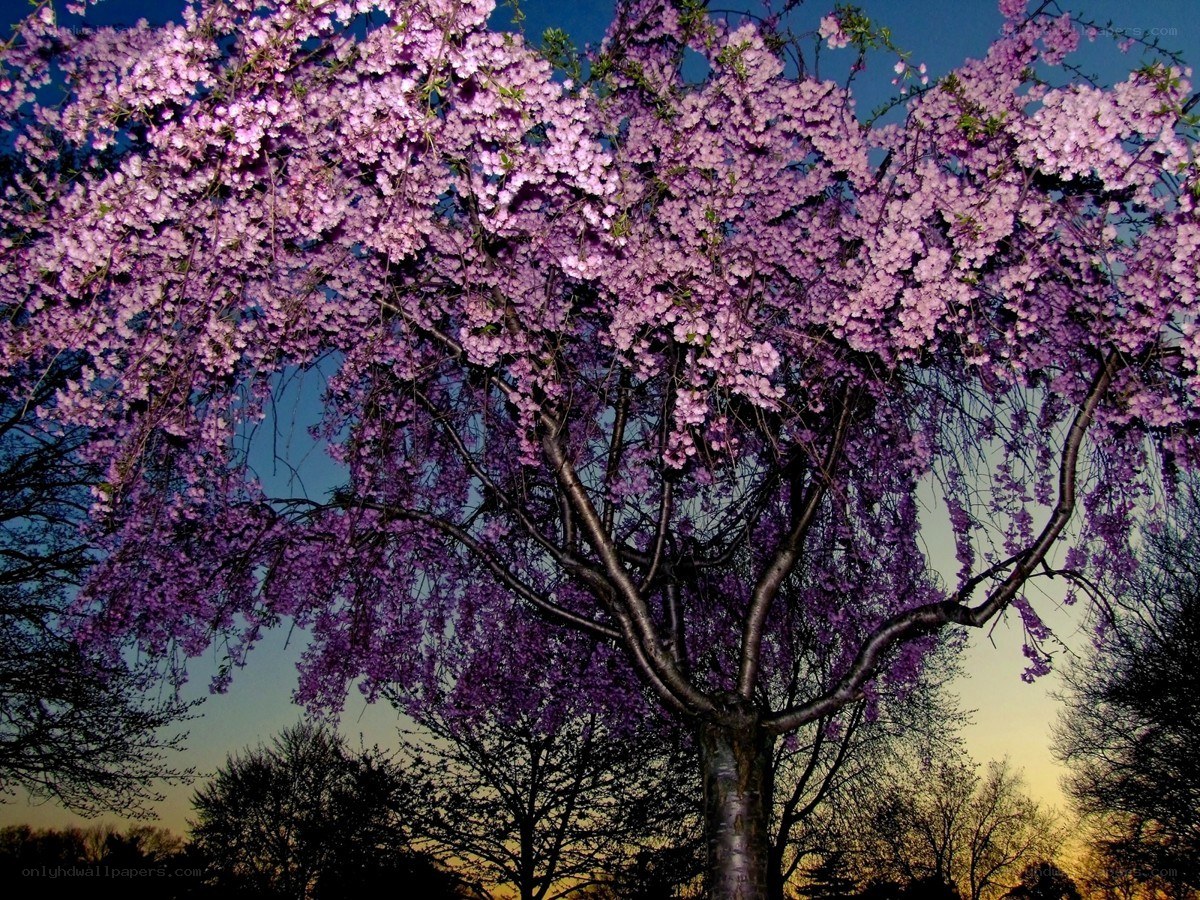 cherry blossom tree at dusk