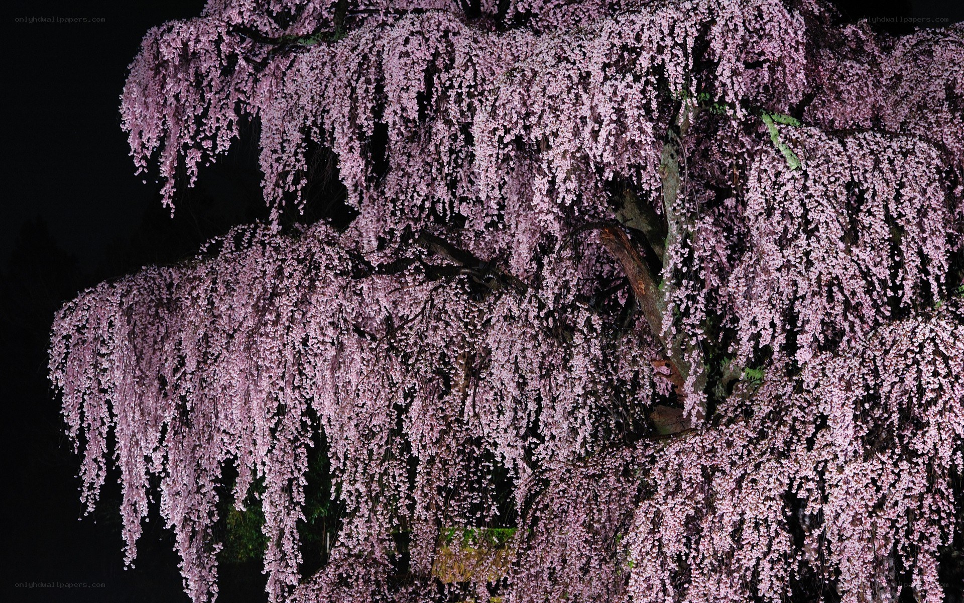 Cherry blossom tree at night