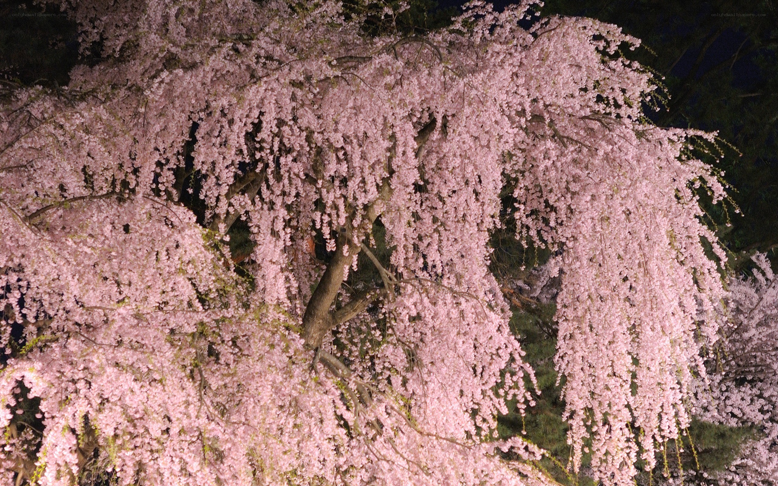 cherry blossom tree at night