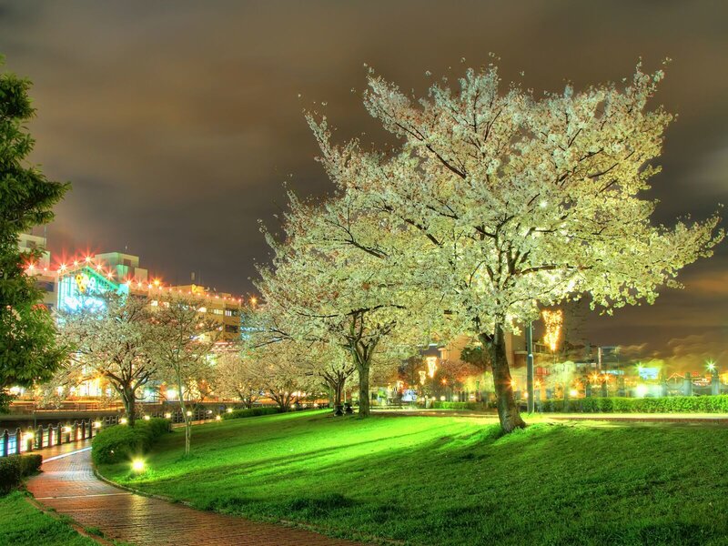 Cherry blossom tree at night