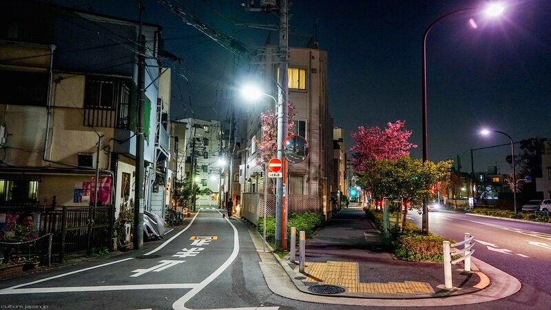 Cherry Blossom Tree at Night — Black, Calm