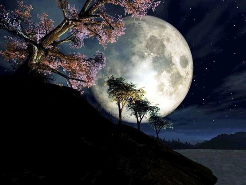 Cherry Blossom Tree at Night — Black
