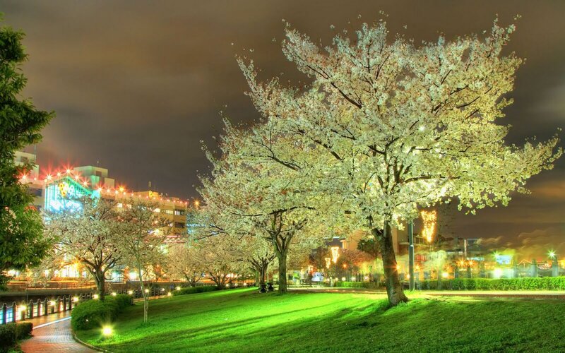 Cherry Blossom Tree at Night — Green