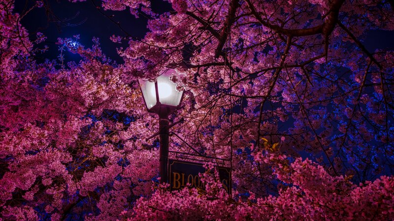 Cherry Blossom Tree at Night — Pink, Serene, Photograph, Street Lamp