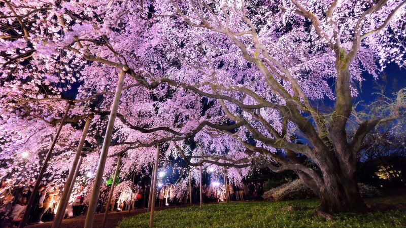 Cherry Blossom Tree at Night — Pink, Serene