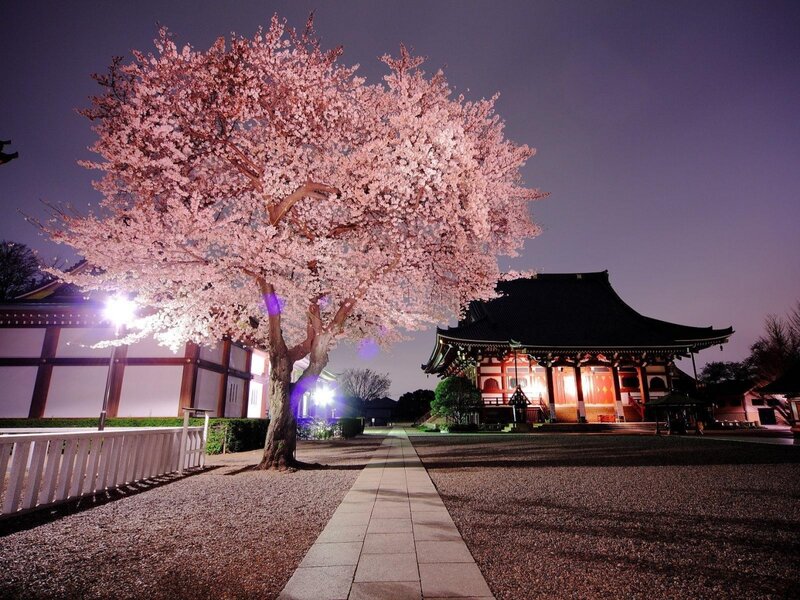 Cherry Blossom Tree at Night — Pink