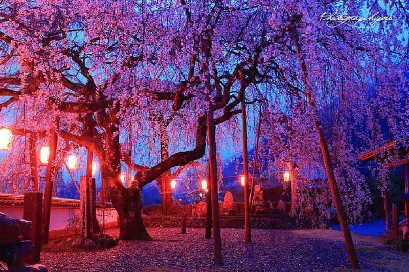 Cherry Blossom Tree at Night — Purple, Serene, Photograph