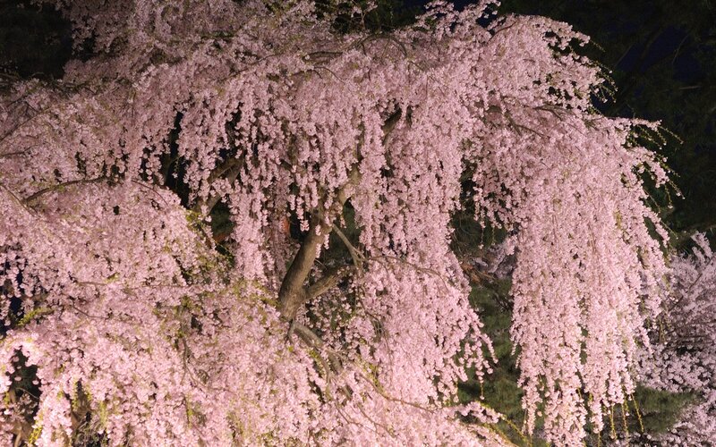 cherry blossom tree at night