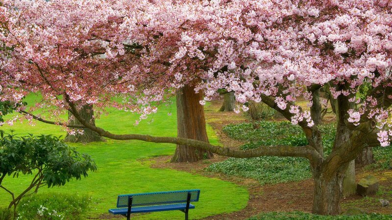 Cherry Blossom Tree — Bench