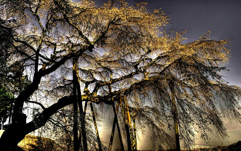 Cherry Blossom Tree — Black, Dramatic