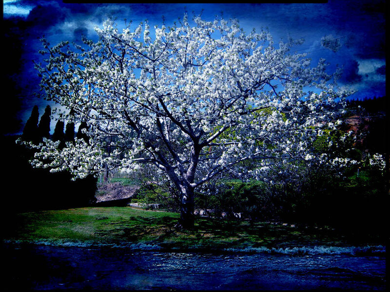 Cherry Blossom Tree — Blue, Dramatic